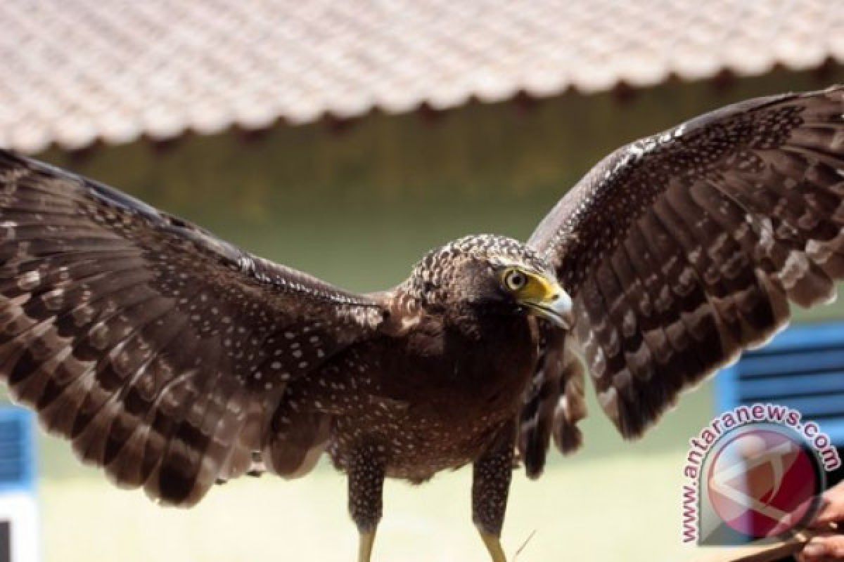 Profauna temukan 38 jenis burung langka