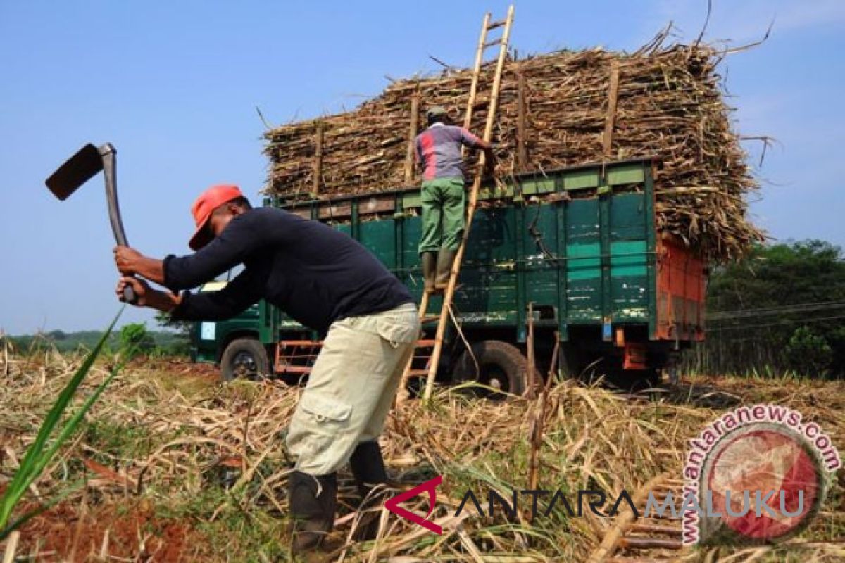 Maluku Utara pangkas rantai distribusi pangan