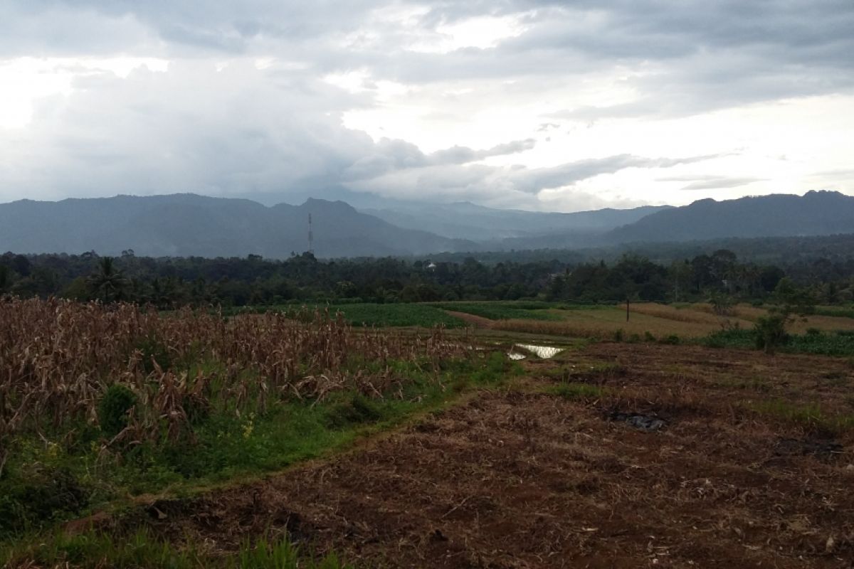 Perubahan iklim berpotensi turunkan produksi padi