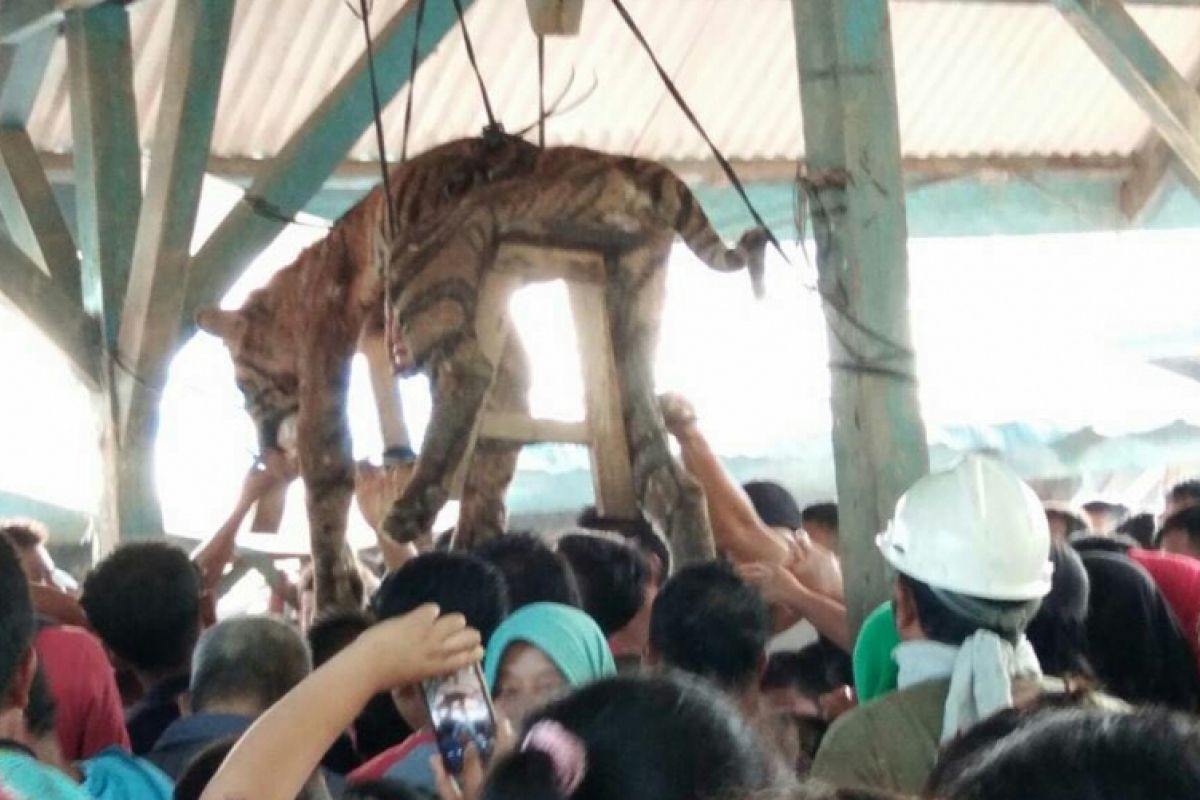 Terbunuhnya harimau Sumatera disesalkan