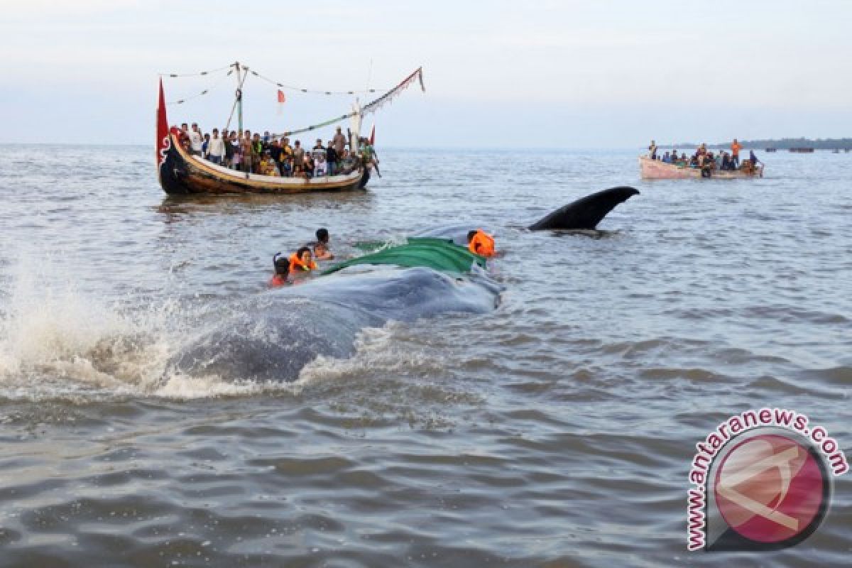 Paus terdampar di Pantai Situbondo berhasil diselamatkan