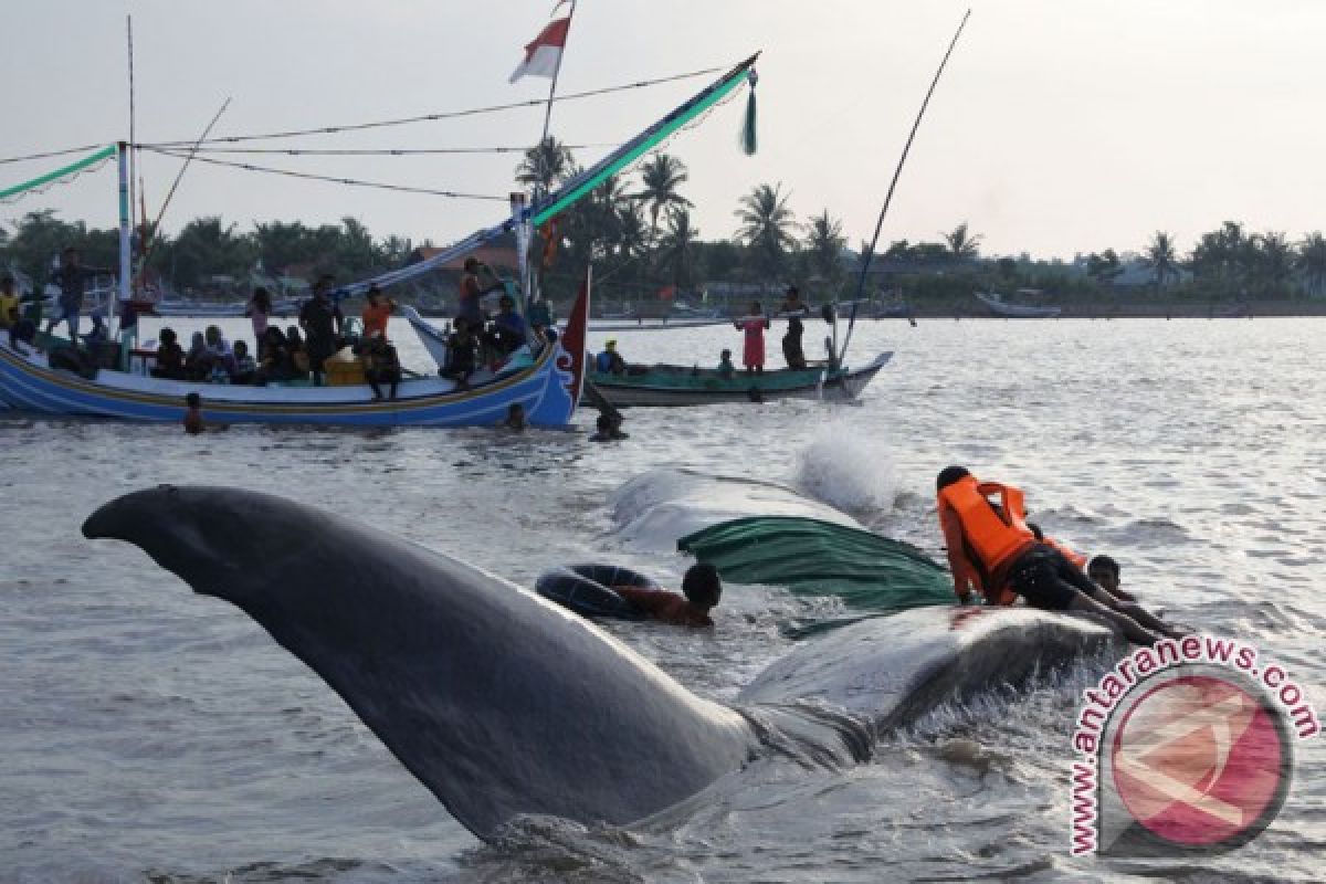 Sperm whale stranded at Bungkulan Beach