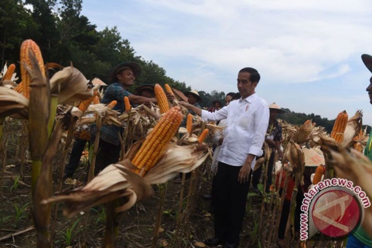 Presiden bagikan SK perhutanan sosial di ladang jagung