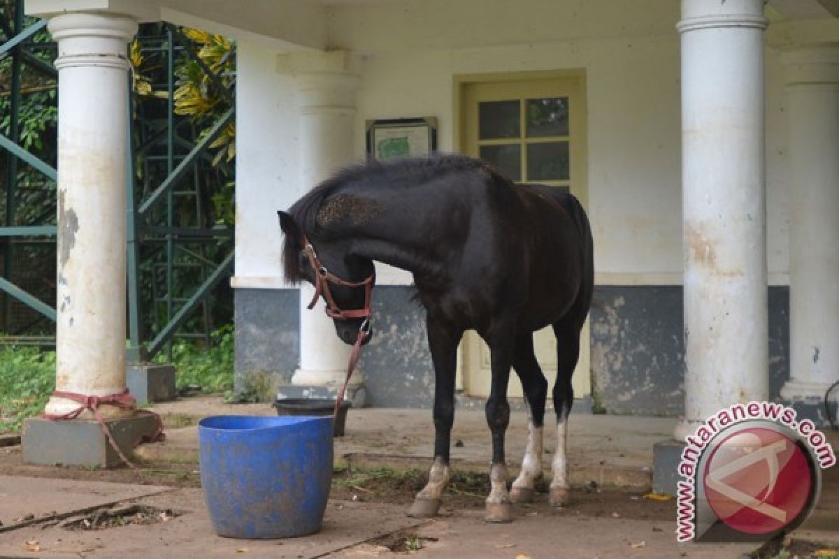 E Nusa Tenggara to hold Sandalwood horse parade in Sumba savanna