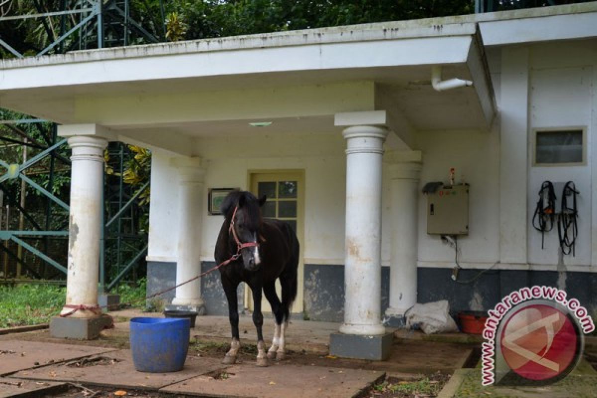 Mbilijora committed to continue to conserve sandalwood horses