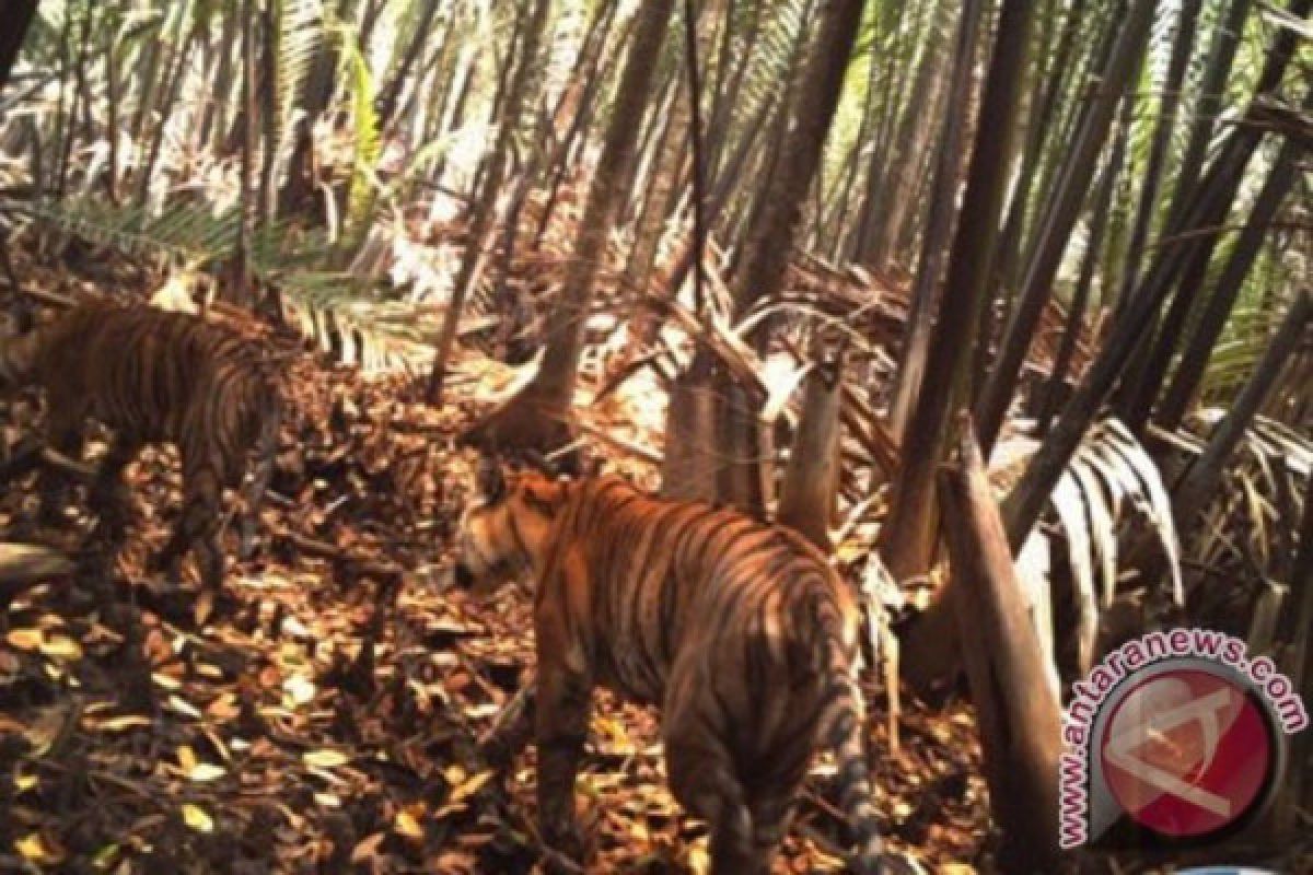 Sepasang harimau sumatera ditemukan di Toba Samosir