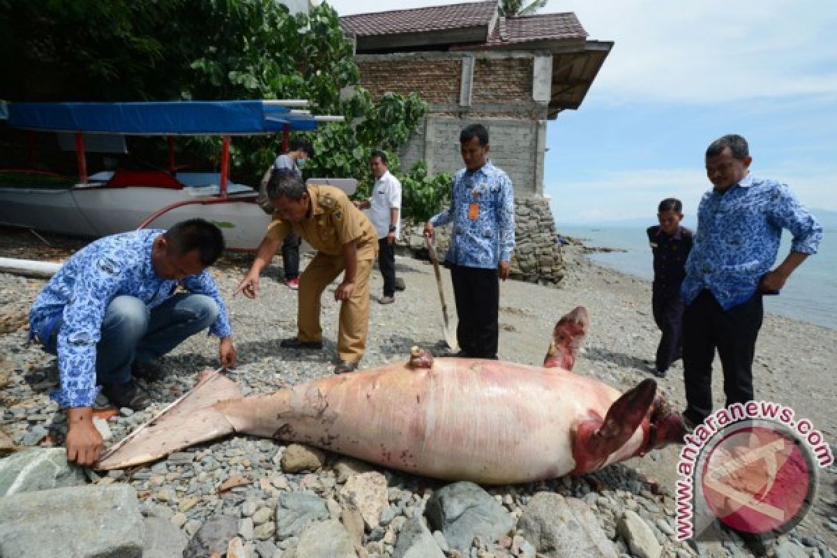 Ikan dugong terjerat jaring nelayan di Kepulauan Kei