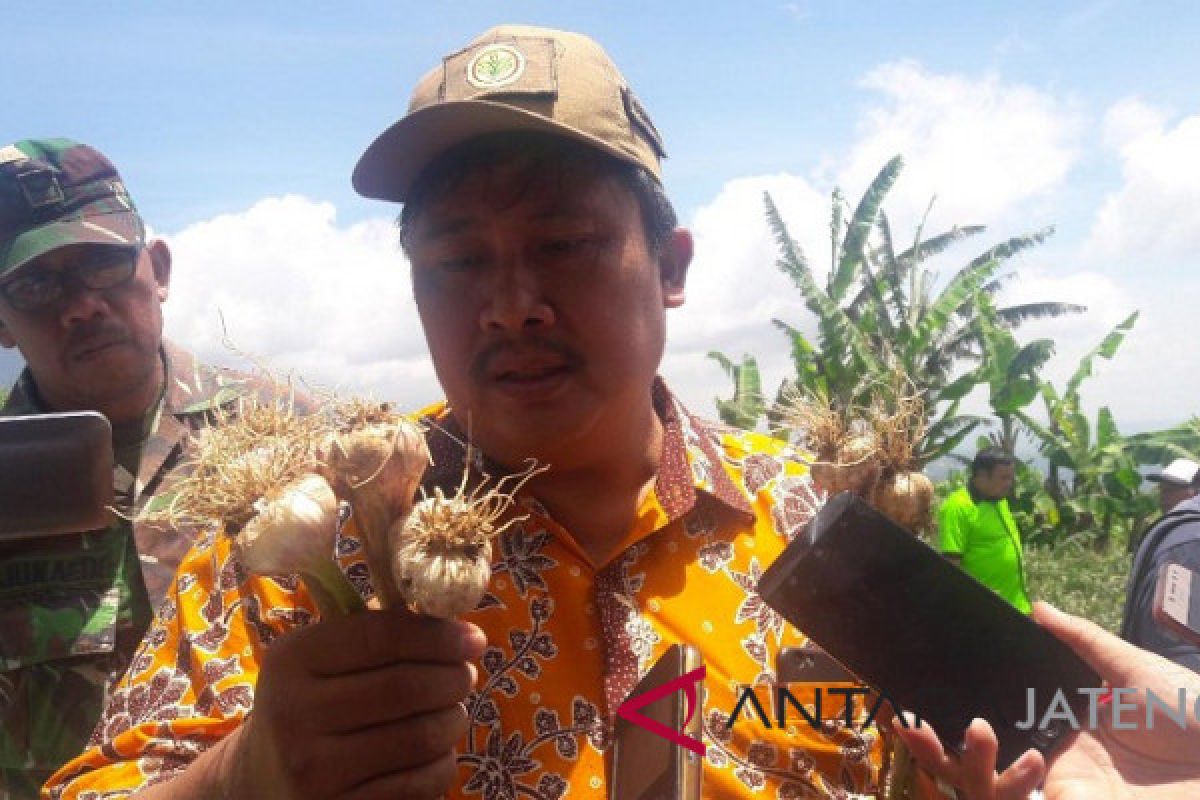 Ihwal bawang putih, Indonesia tertinggal 20 tahun