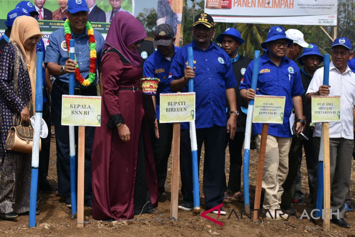 BNN tanam jagung pengganti ganja di Aceh