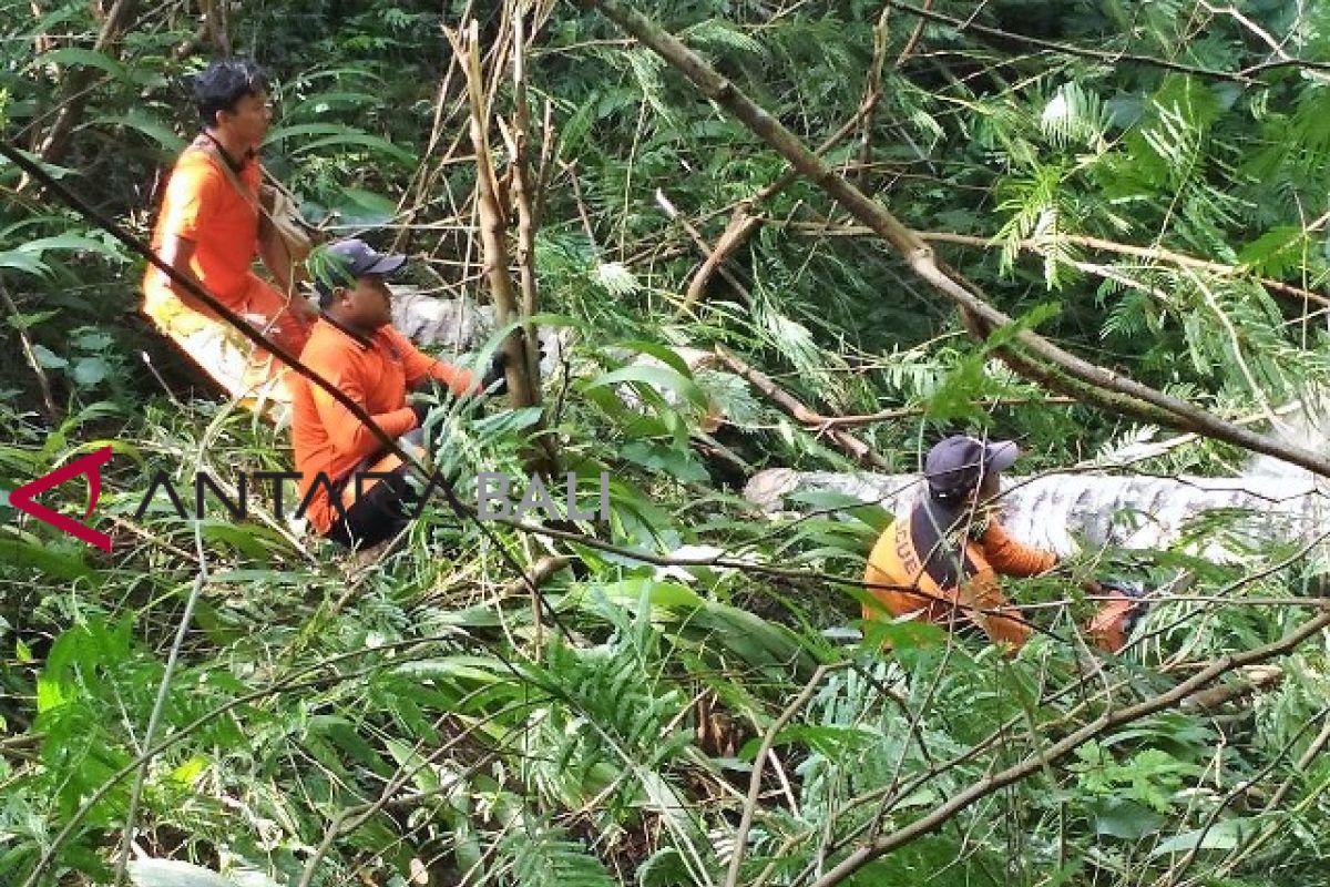 Tumbang, pohon kelapa di Gianyar timpa kabel PLN