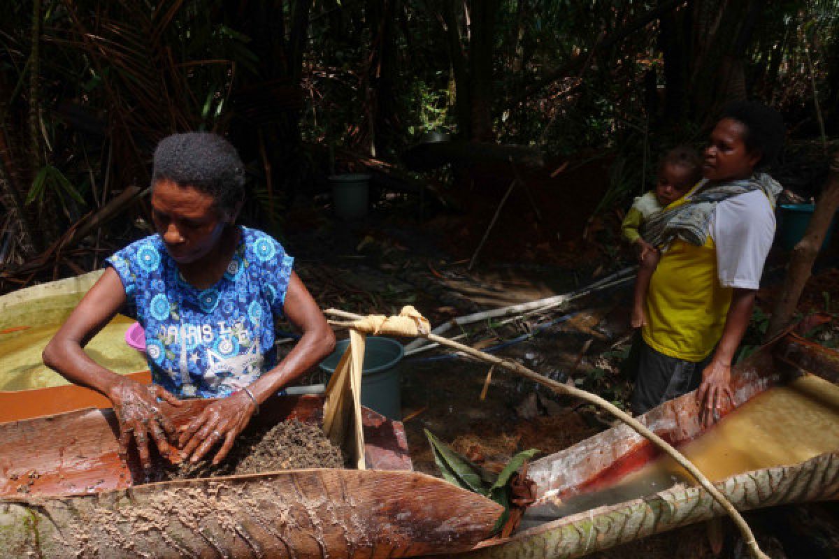 Melihat proses pengolahan sagu di Kampung Sira (foto dan video)