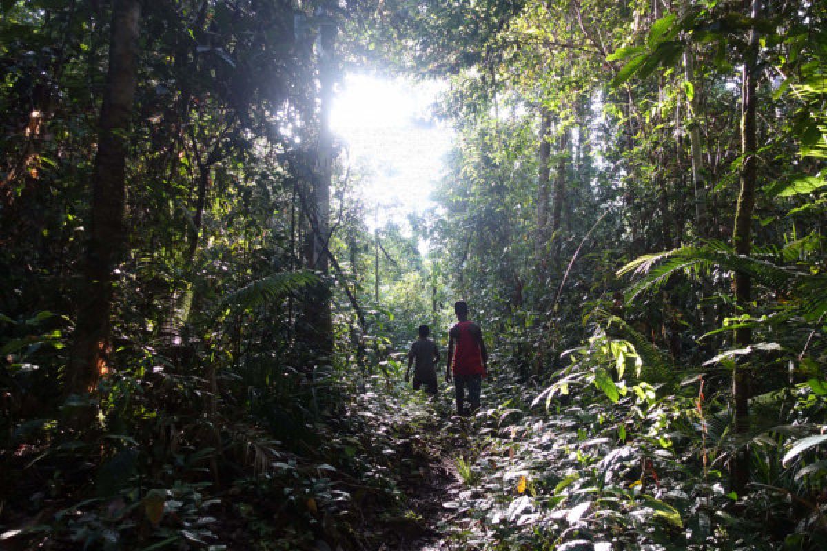 Menengok Hutan Desa pertama di Papua