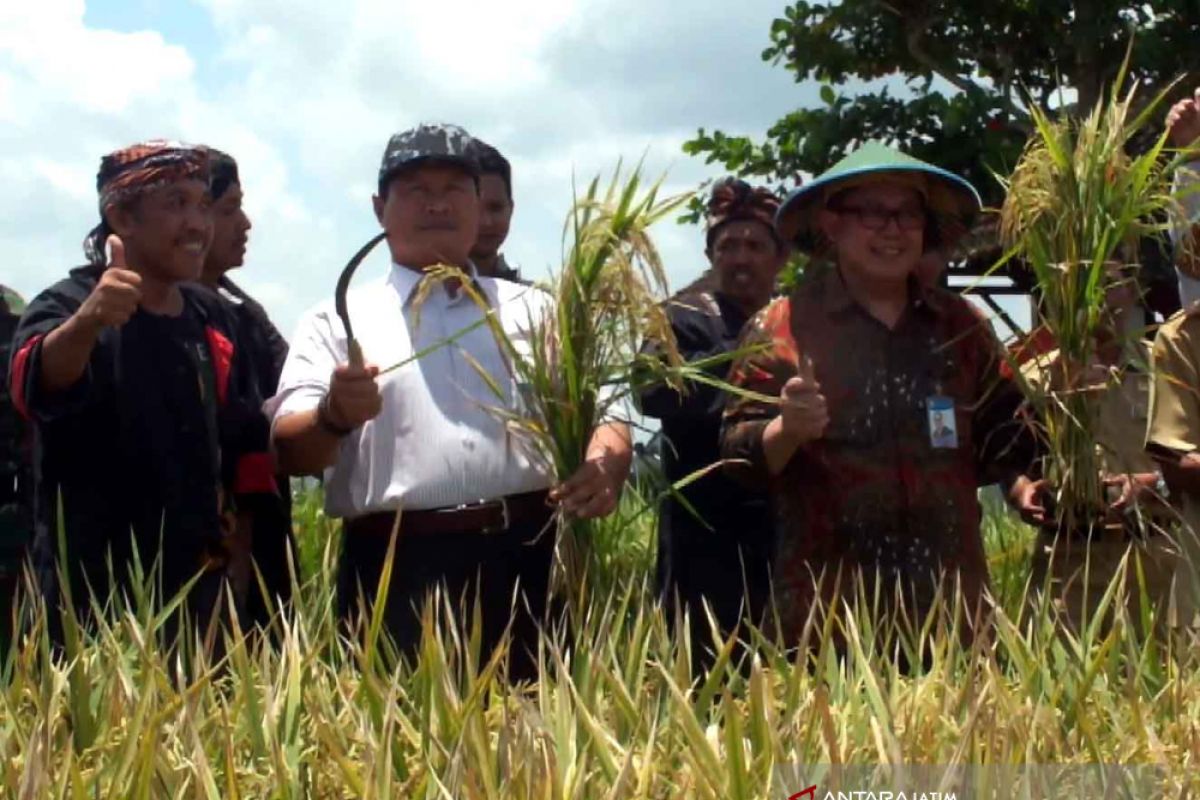 Kelompok Tani Margi Rahayu Jember Panen Padi Varietas Unggul (Video)