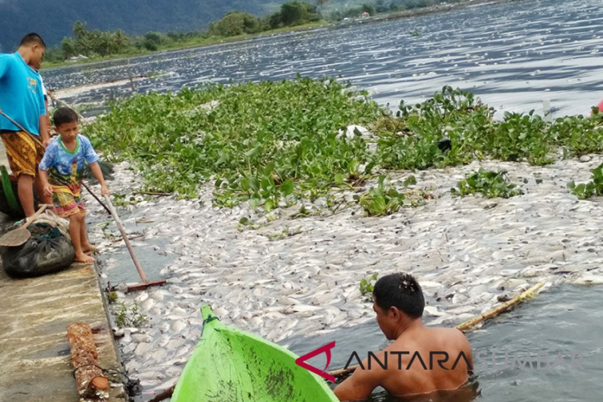 Ini jumlah enceng gondok yang dikeluarkan dari Danau Maninjau