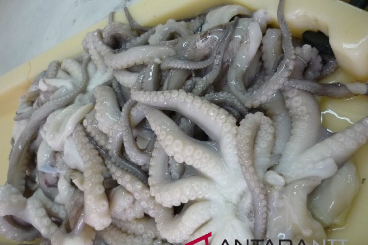 Japanese ambassador observes octopus processing at Perikanan Nusantara