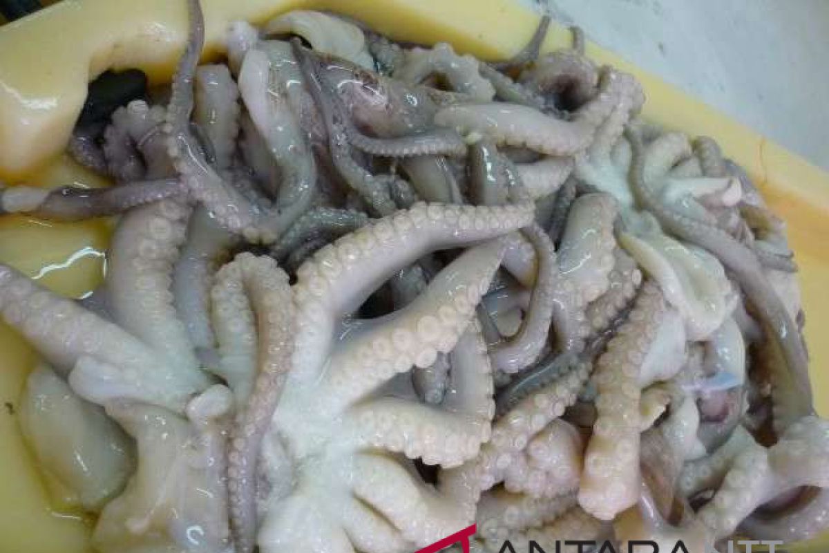 SOE's Perindo exports 15 tons of octopus to Japan amid pandemic