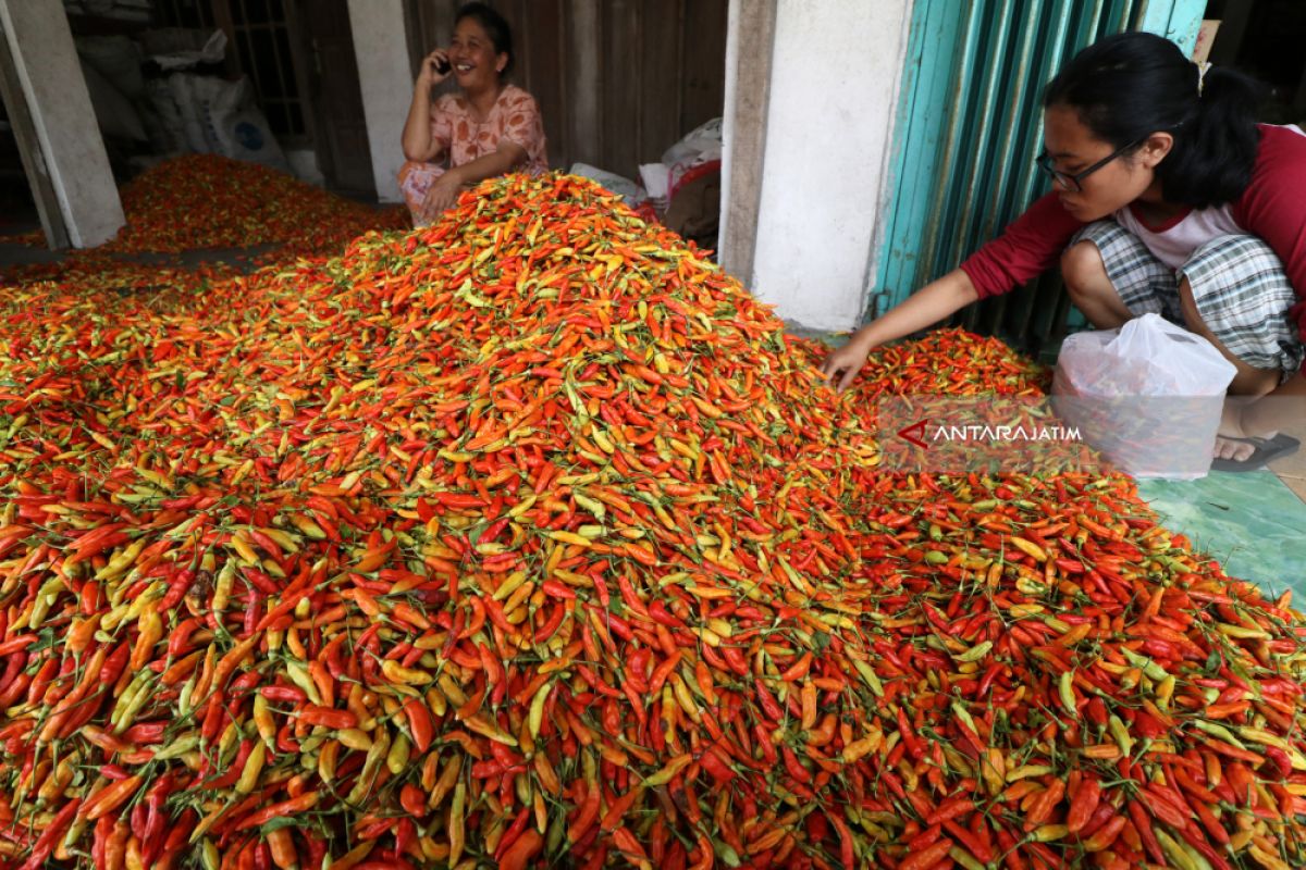 Harga Cabai Rawit di Madiun Mendekati Rp70.000/Kg