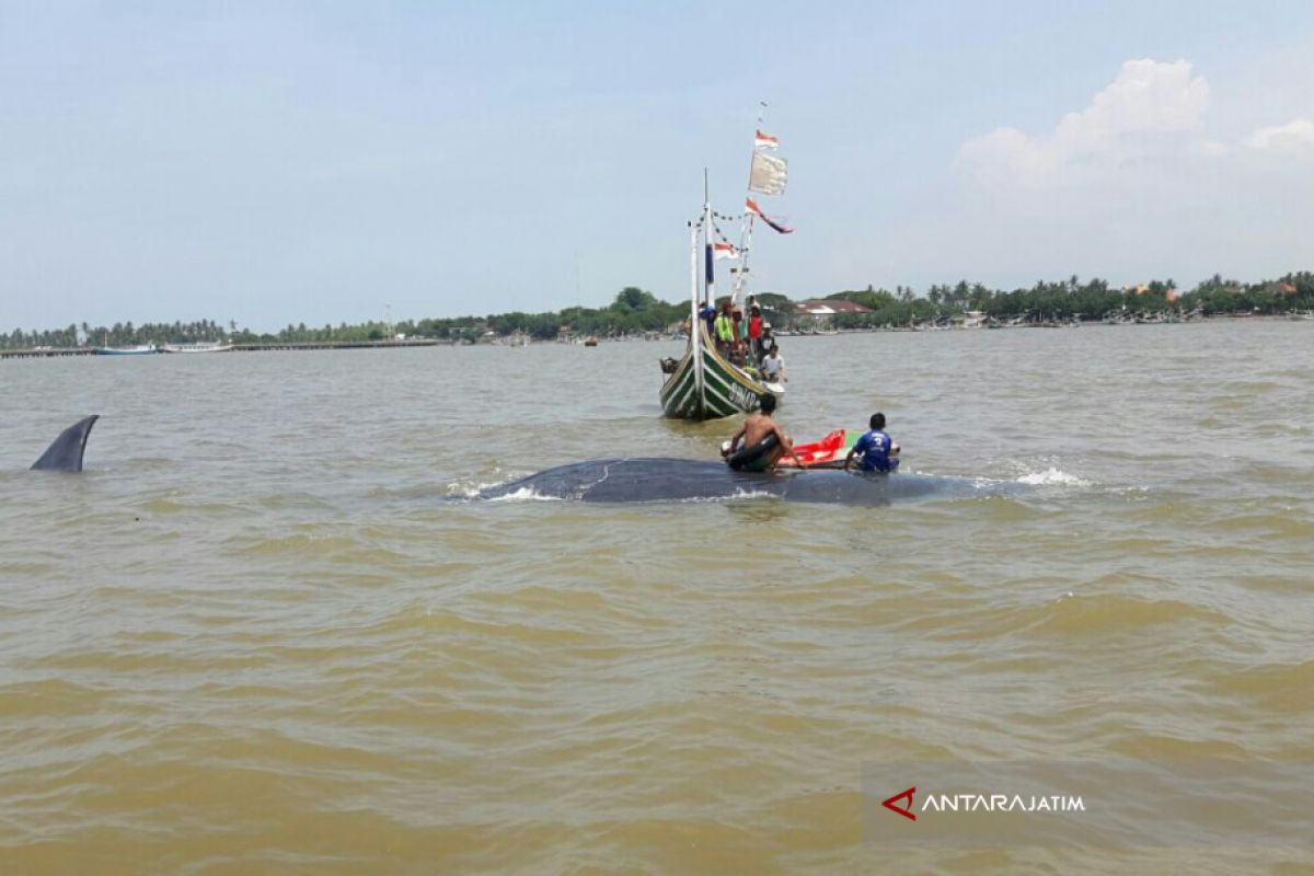 Paus Berukuran Besar Terdampar di Pantai Situbondo (Video)