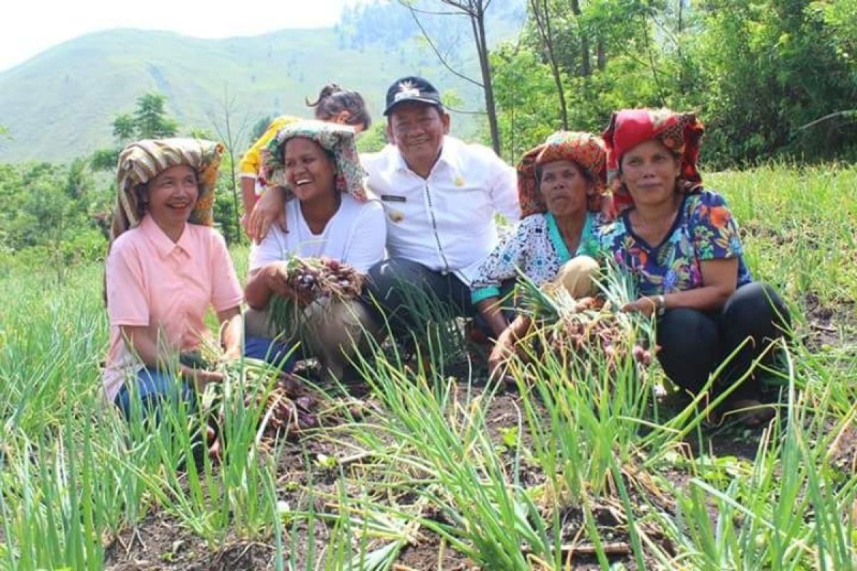 Pemkab Samosir-petani  panen bawang merah