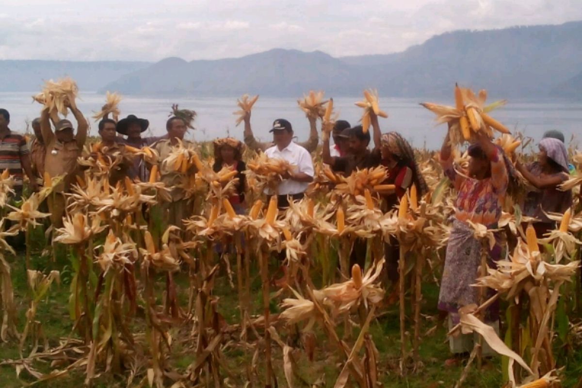 Kelompok tani Martabe Samosir panen raya