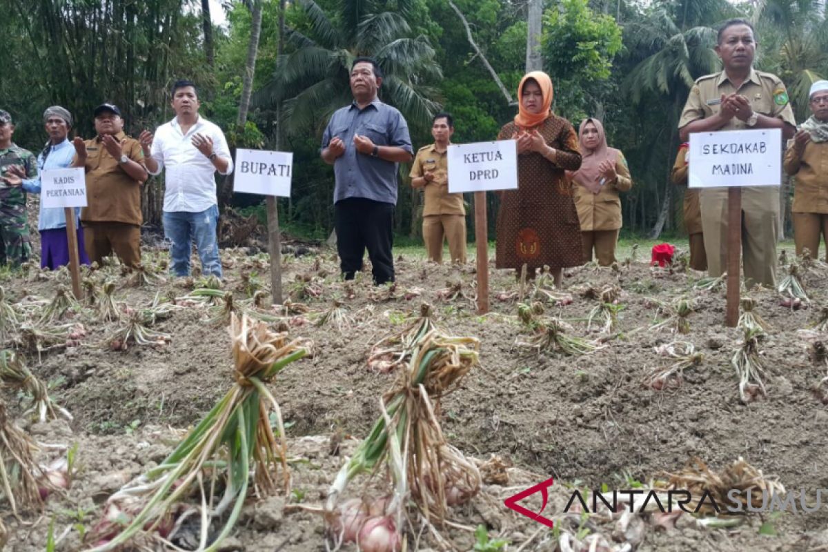 Bupati panen bawang dikebun Pesantren Almandili