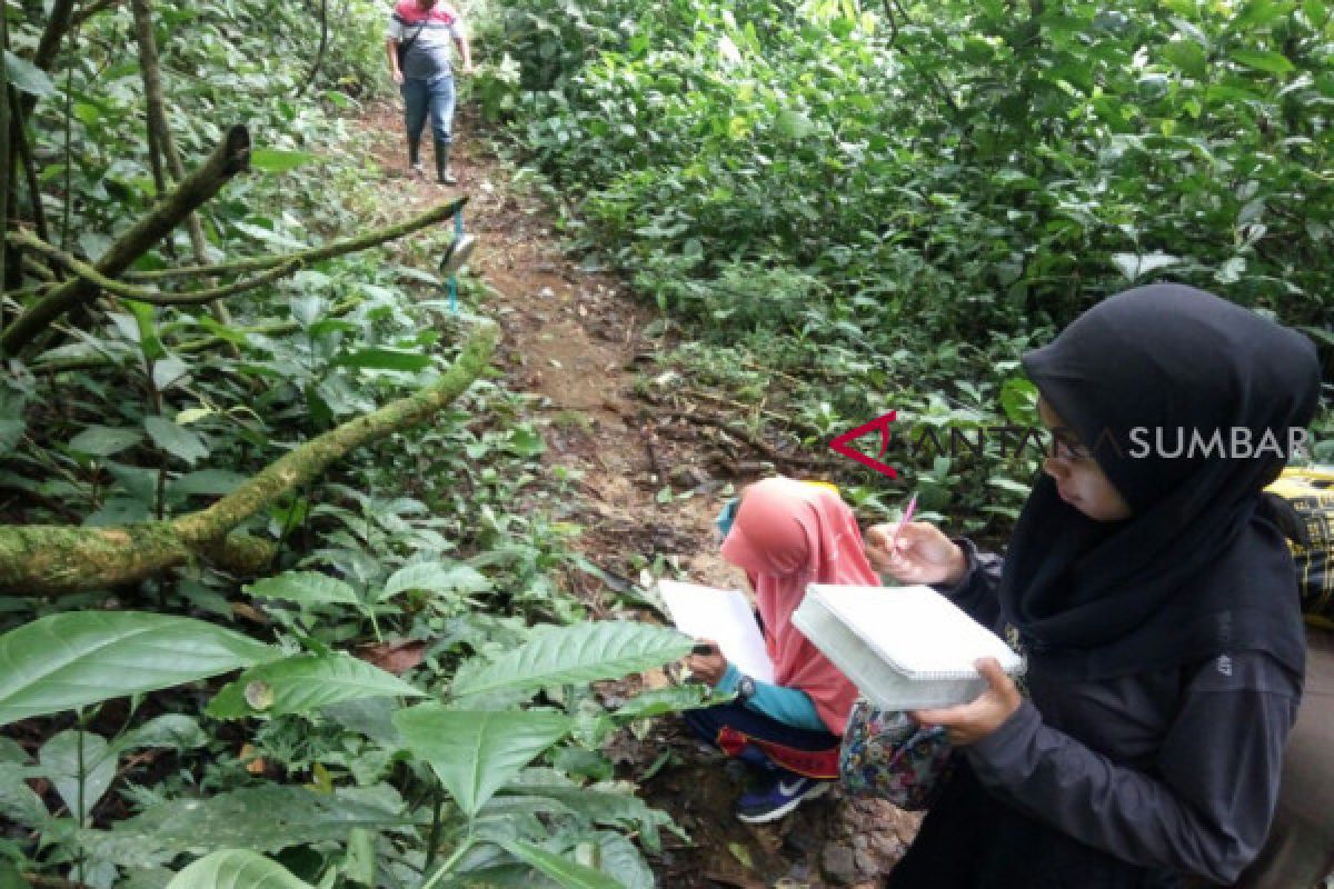 Raflesia Maninjau  kian populer , ramai diteliti