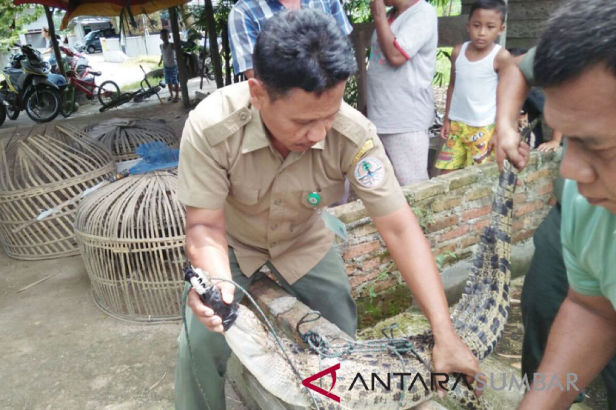 BKSDA Agam terima buaya muara dari warga