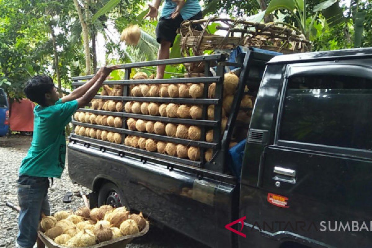 Padang Pariaman Produces 35.6 Thousand Tons of Coconut in 2017