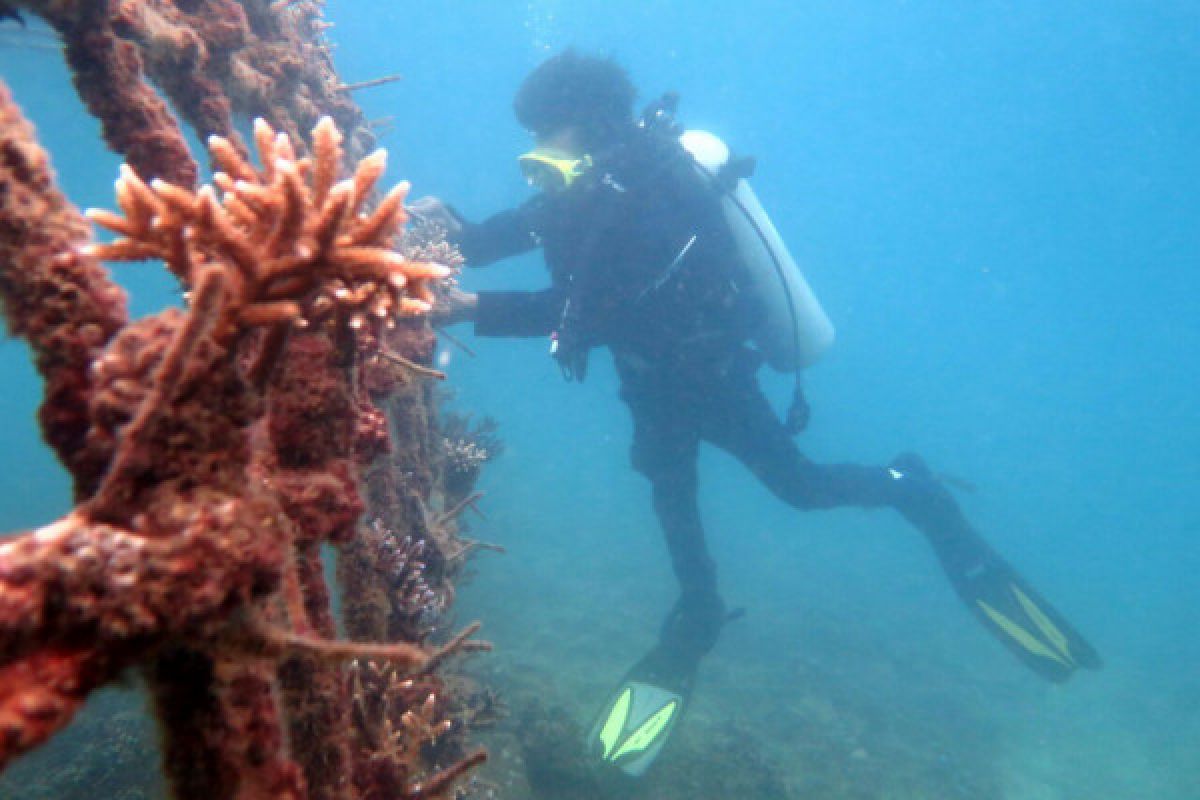 Inilah kondisi taman terumbu karang di kawasan Pulau Ujuang, Kota Pariaman