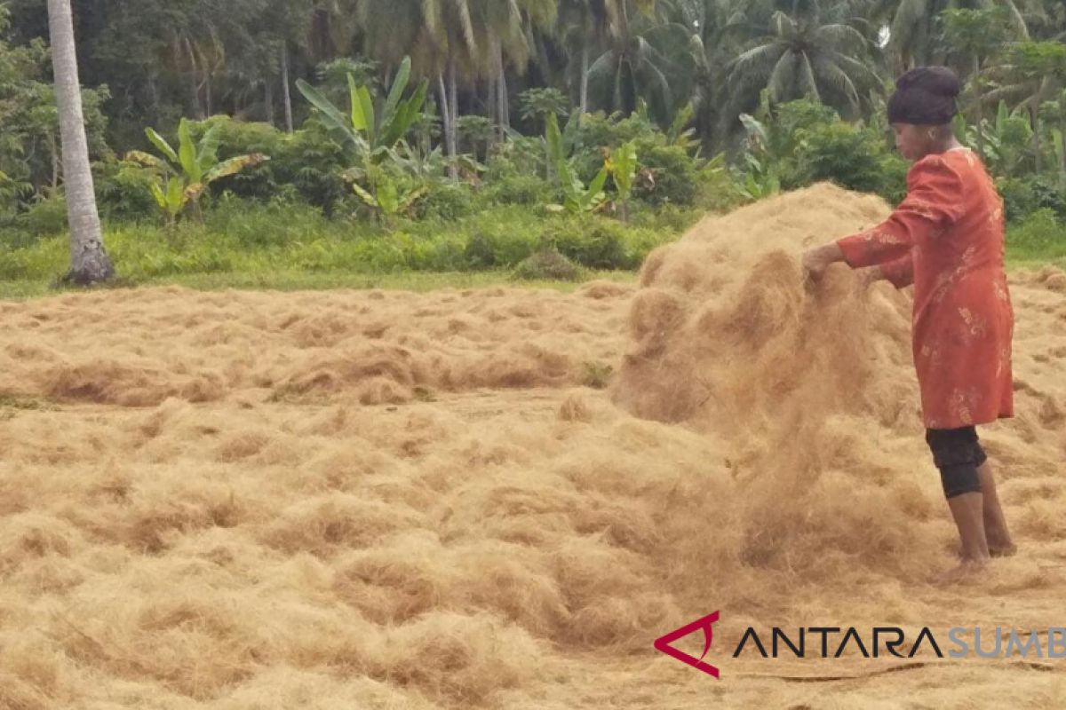 Industri kecil di Padang Pariaman hasilkan 250 ton serabut kelapa per bulan (Video)