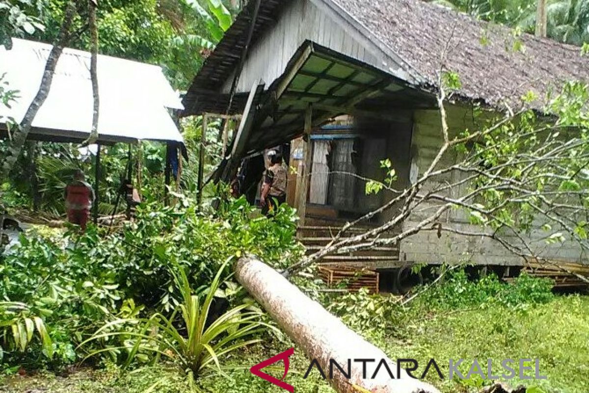 Pohon Kelapa Timpa Rumah dan Pemiliknya