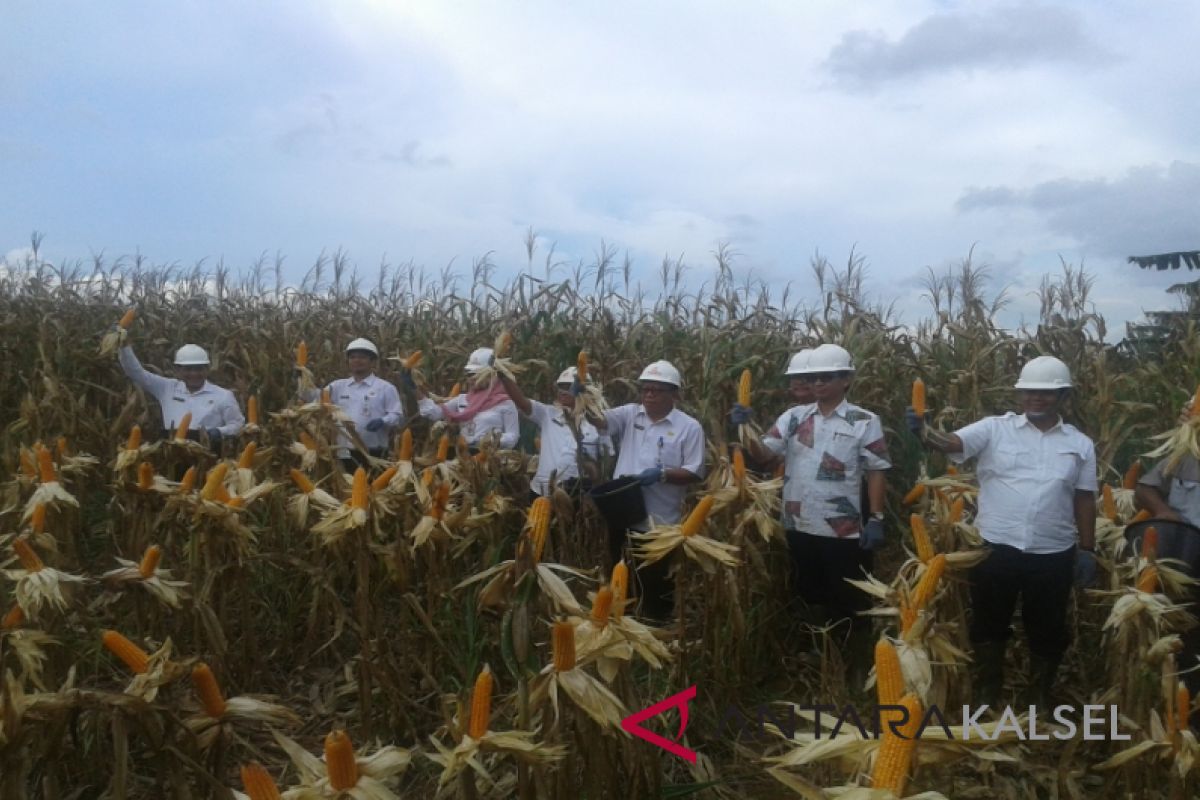 Petani Jagung Harapkan Bantuan Traktor