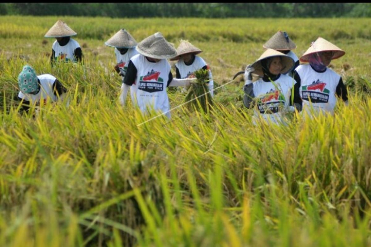 Kubu Raya surplus 23.257 ton beras