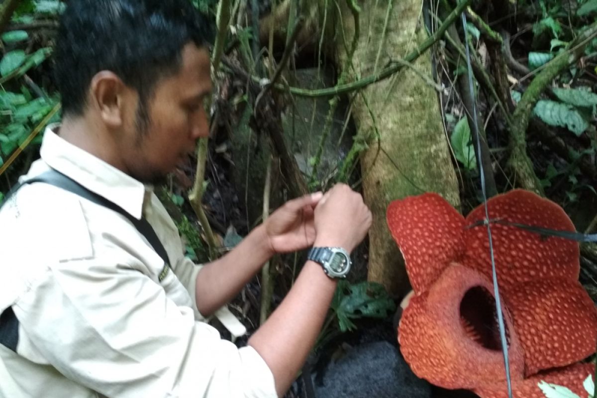 Bunga Raflesia jenis tuan mudae ditemukan mekar di cagar alam Maninjau (Video)