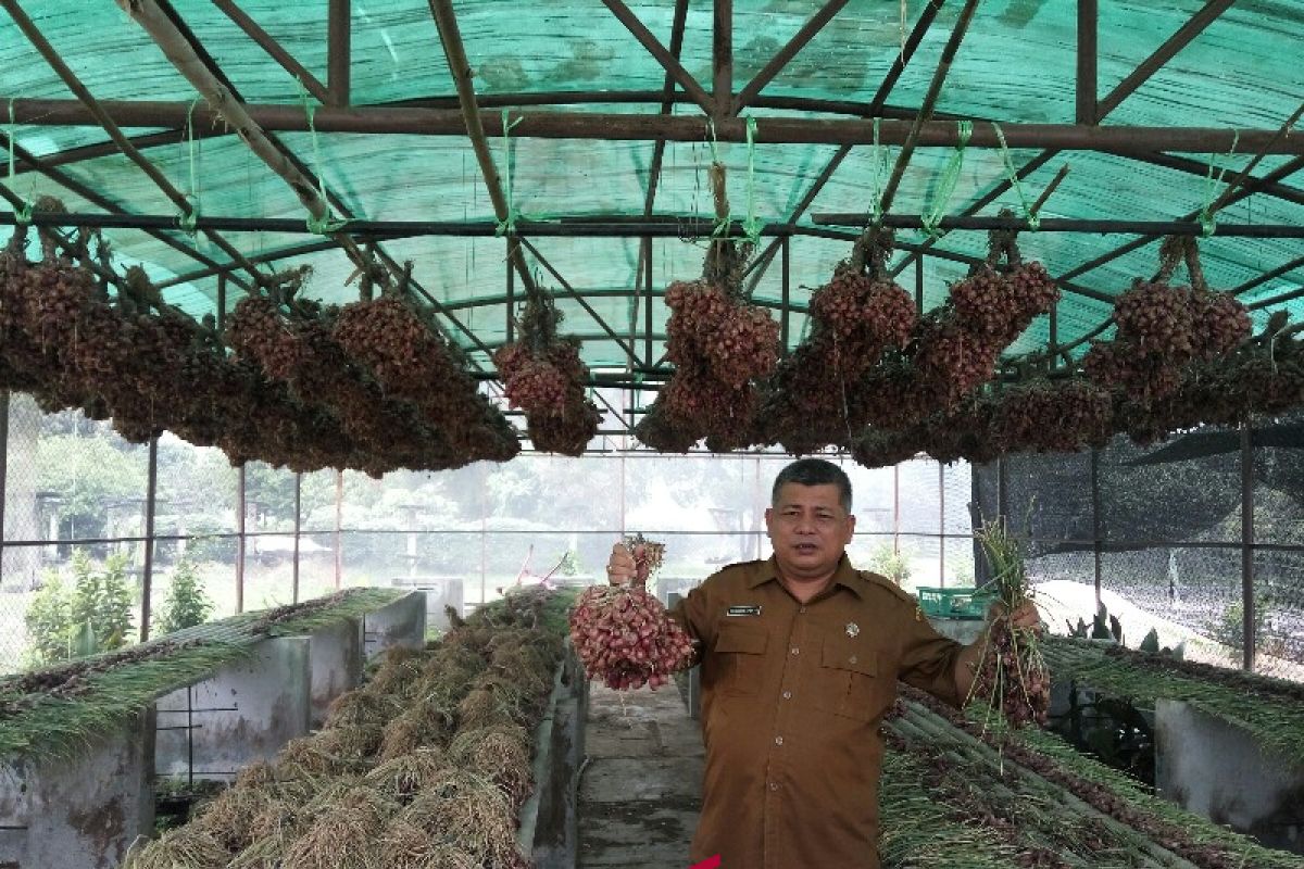 Sumut kembangkan bibit bawang merah dorong produksi