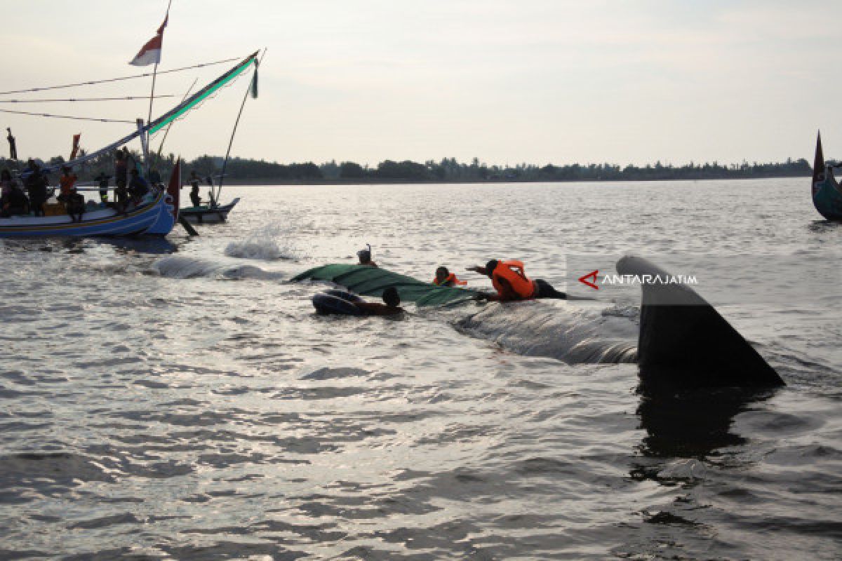 Whale Stranded on Situbondo Coast