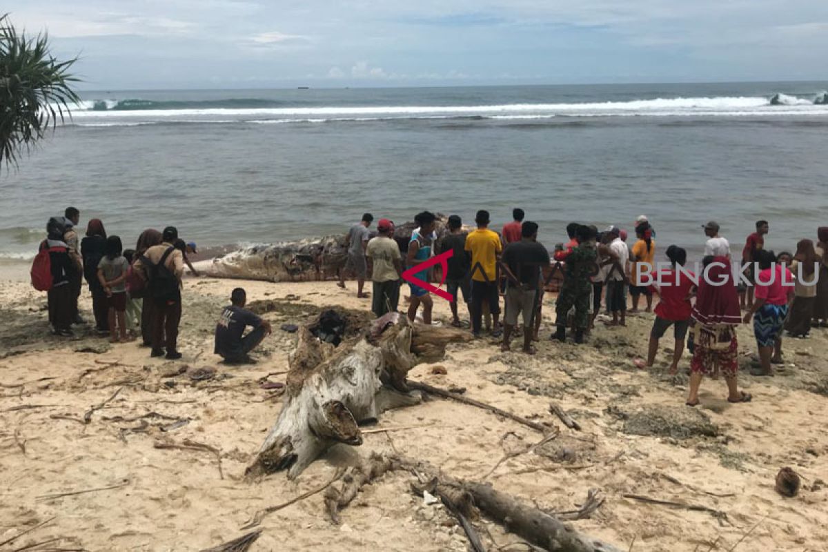 Bangkai ikan paus terdampar di Pantai Kaur