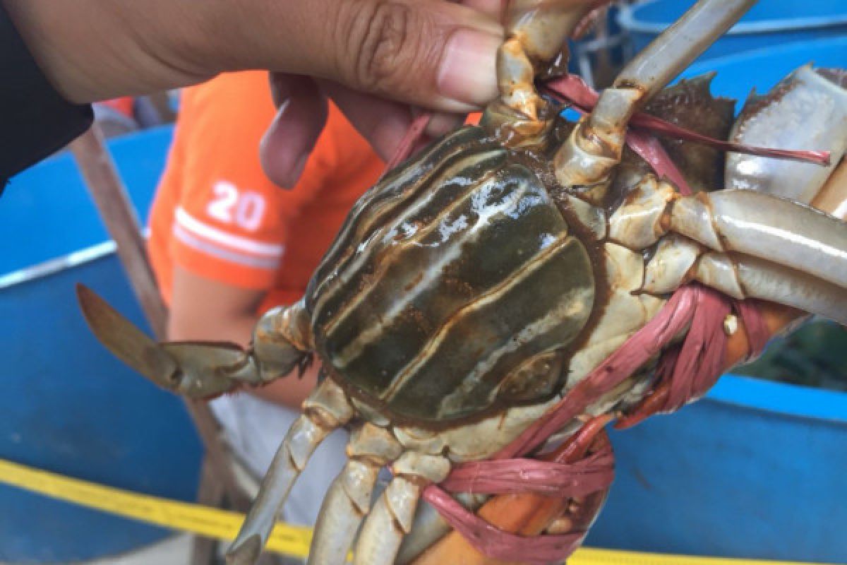 Kepiting nibung Kubu Raya hasilkan miliaran rupiah