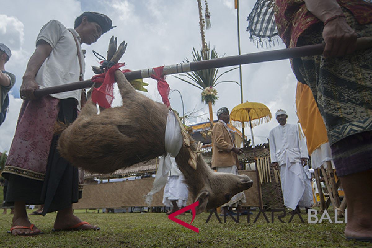 Di Besakih, umat Hindu ikuti 'Mepepada' hewan kurban (video)