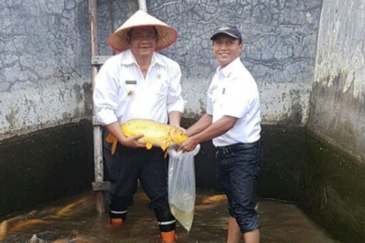Teknologi dome LIPI naikkan 5.722 persen benih ikan Technopark Samosir