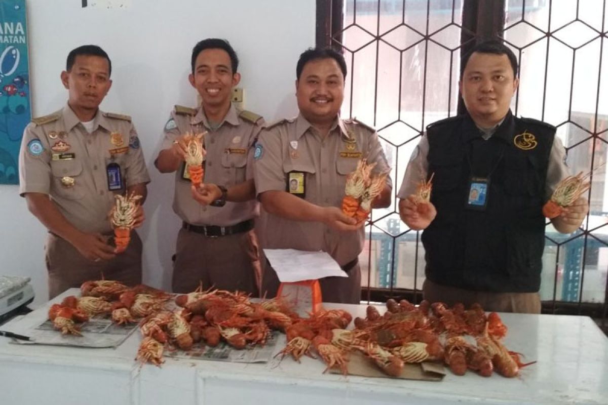 Karantina ikan Bengkulu gagalkan penyelundupan lobster