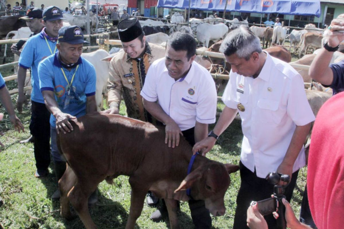 Panen Anak Sapi, Provinsi Lampung Swasembada Protein