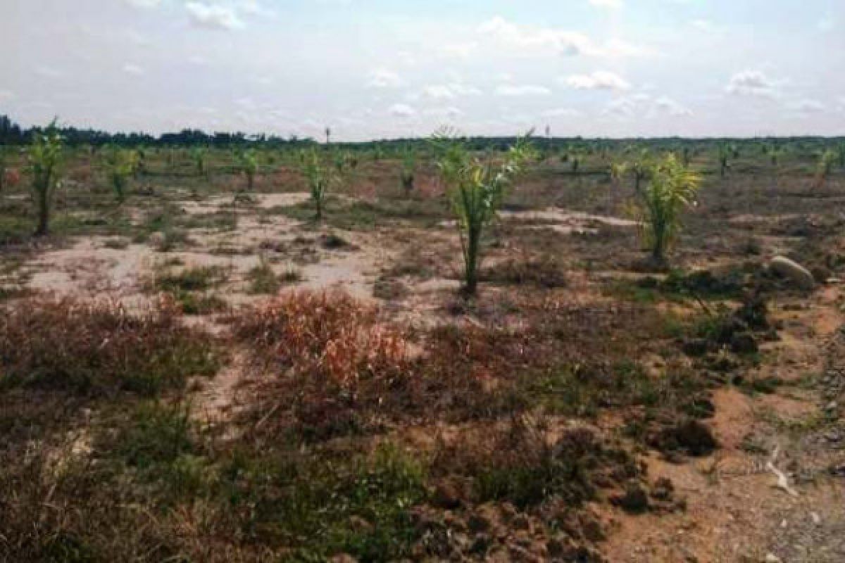 Penyelesaian sengketa lahan sawit harus jadi prioritas pemerintah