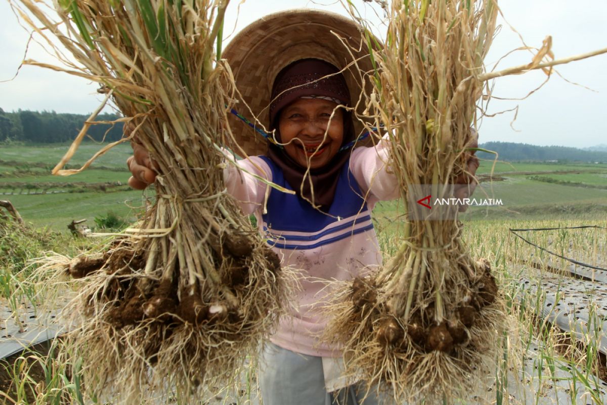 Harga bawang putih di pasar rakyat Jatim mulai turun