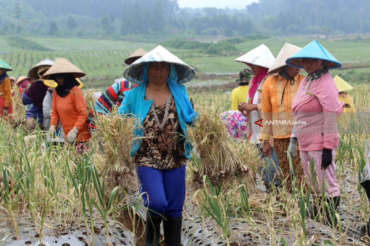 Video - Bawang Putih Banyuwangi, Kurangi Ketergantungan Impor