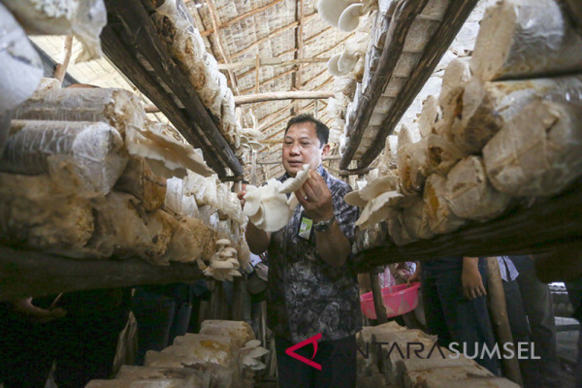 Budidaya Jamur bisnis yang menguntungkan