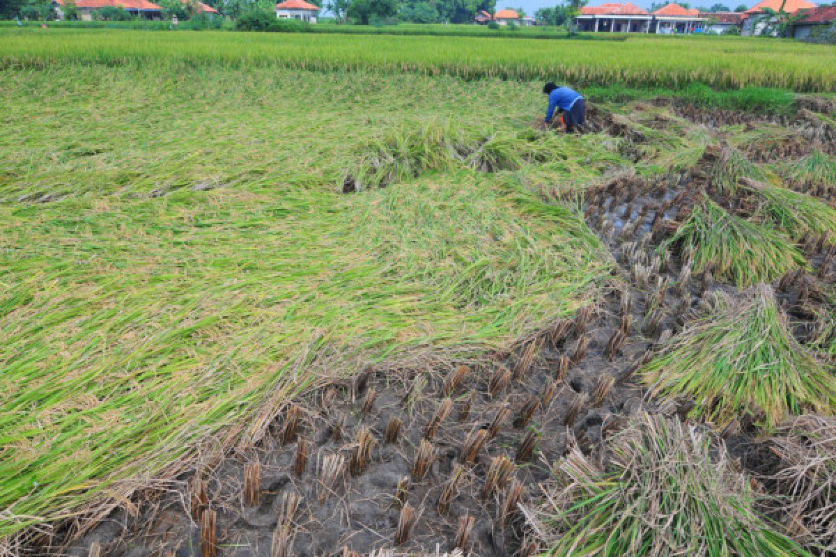 Pakar: Waspadai rebah tanaman saat musim hujan