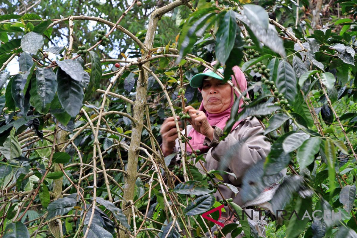 Aceh Tengah targetkan produksi kopi 800 kilogram