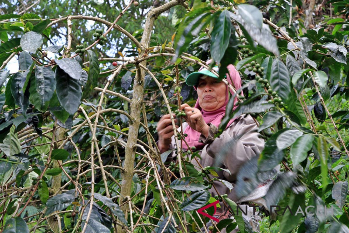 Aceh Tengah miliki brigade pemangkasan kopi