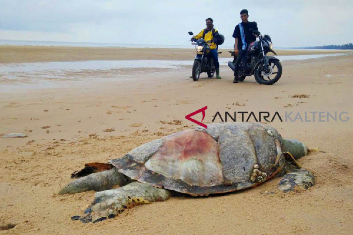 Bangkai penyu sisik usia 25 tahun ditemukan mati di pantai Seruyan